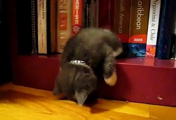 A BOOKSHELF IS A GREAT PLACE TO SNOOZE FOR THIS BABY KITTEN