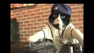 DJ KITTY SPINS IT