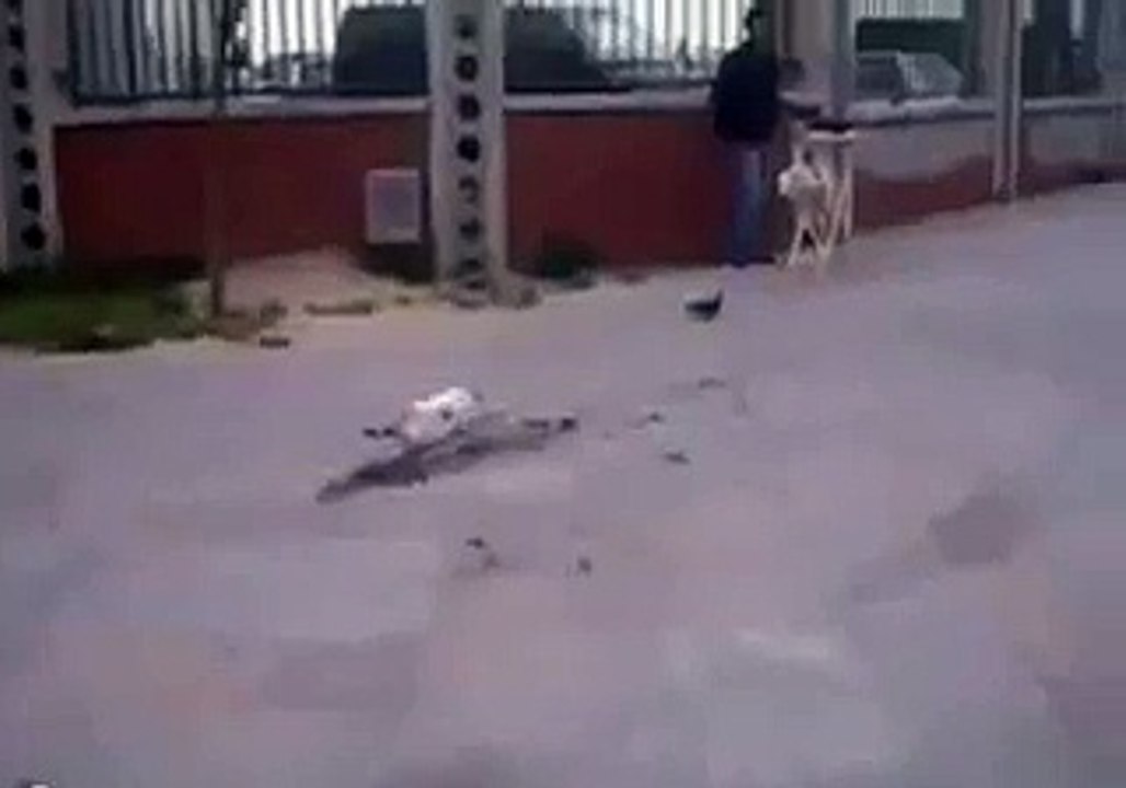 CAT DISSAPOINTMENT AWWW