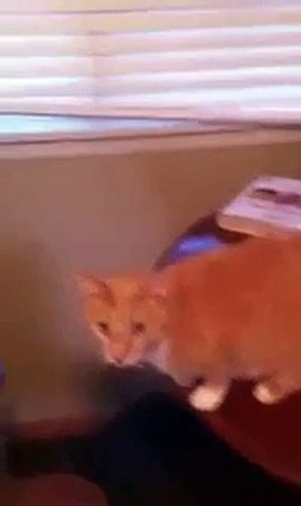 CAT DOING TEQUILA!