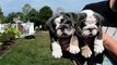 Shrinkabulls Ace Up My Sleeve blue bulldog puppy at 6 wks old & at 8 weeks old with Justin Bebier