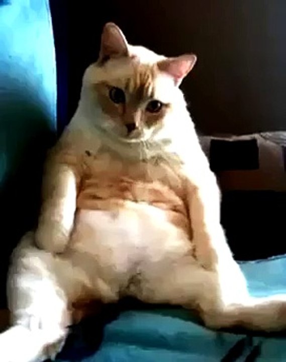 CAT FARTS AND HICCUPS BETTER OUT THAN IN I ALWAYS SAY