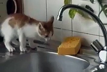 CAT JUMPS INTO THE GARBAGE CAN