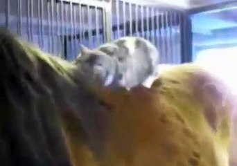CAT LOVES HORS