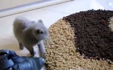 CAT SCARED BY ITS OWN REFLECTION