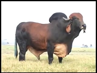 MUTANT!! CRAZY STRANGE ANIMAL HYBRID ✔