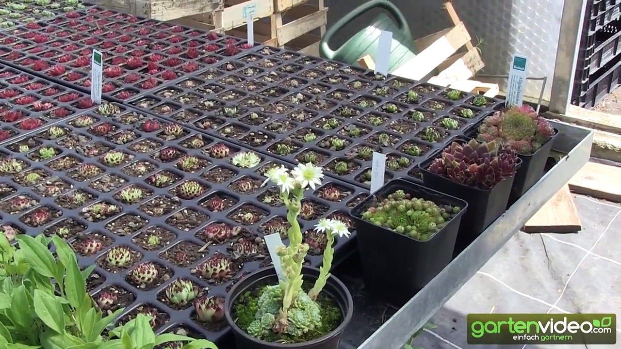 Wie vermehre ich Dachwurz (Sempervivum)