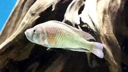 Natural Wild Life Rare Asian and African Animals