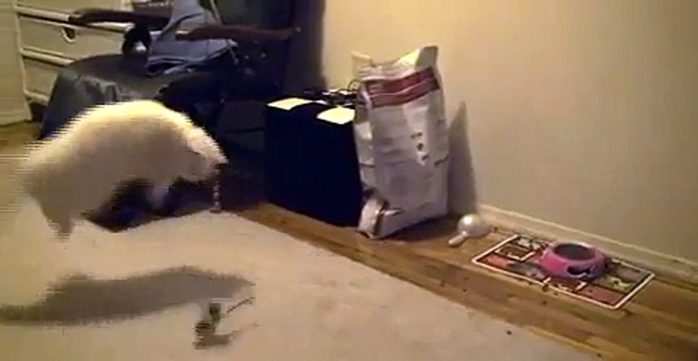 CAT VS HELICOPTER