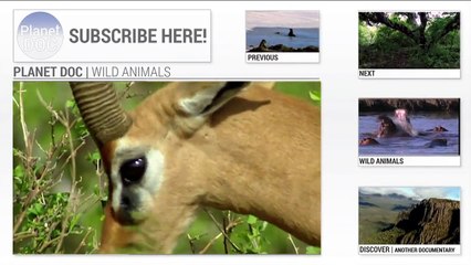 Bengal Tiger | Wild Animals Planet Doc Full Documentaries