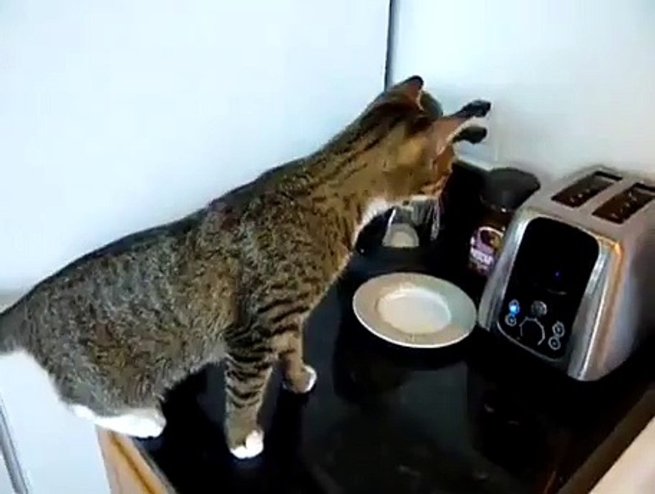 CAT VS TOASTER