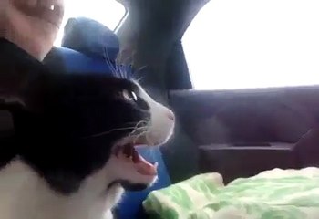 CATS 1ST CAR RIDE BACKSEAT DRIVER