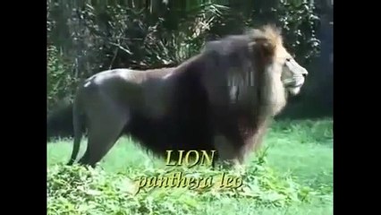 Tiger vs Lion Fight Real New Animal Attack Videos Compilation 2015