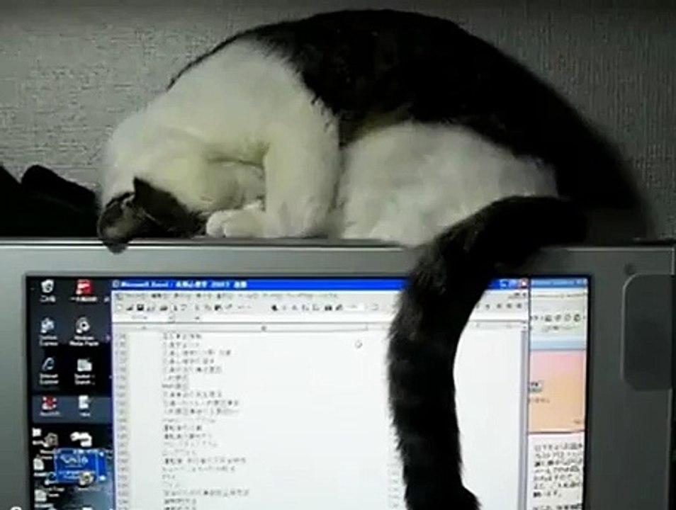 COMPUTER CAT GETS SLEEPY