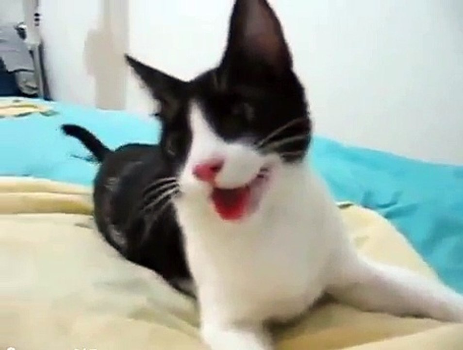 CONFUSED KITTY THINKS HE IS A DOG