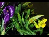 Crocuses and Daffodils:Time Lapse