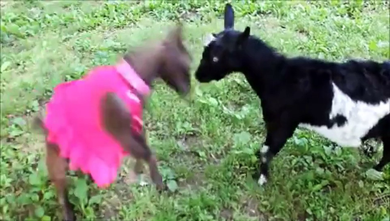 CUTEST GOAT FIGHT EVER