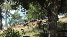 Making Banon cheese (from goats milk) in Provence