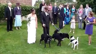 DOG RELIEVES HIMSELF ON THE BRIDE