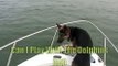 DOG SEES DOLPHIN SO DOG JUMPS IN