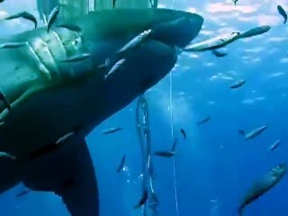 Meanwhile in Guadalupe Island Mexico... The biggest Great White Shark ever seen!!!