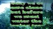 Cloning marijuana plants by Limbo / www.limbo-co.com