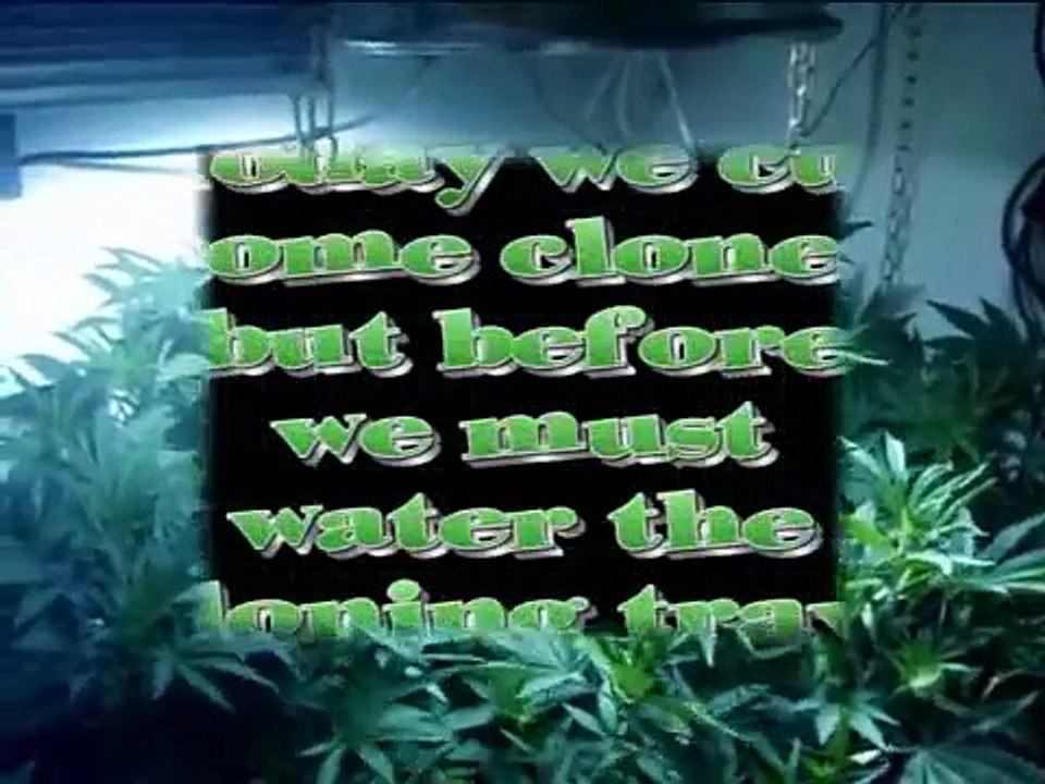 Cloning marijuana plants by Limbo / www.limbo-co.com