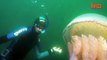 Giant Jellyfish Found By Divers In The UK