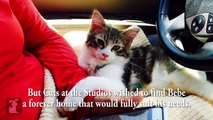 Special Needs Manx Kitten Finds His Forever Home In Arizona - Bebe's Roadtrip