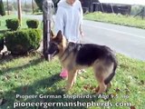 Giant German Shepherd Puppy Abe Long Haired GSD Dog