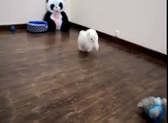 Померанский шпиц белого окраса. Pomeranian white color.