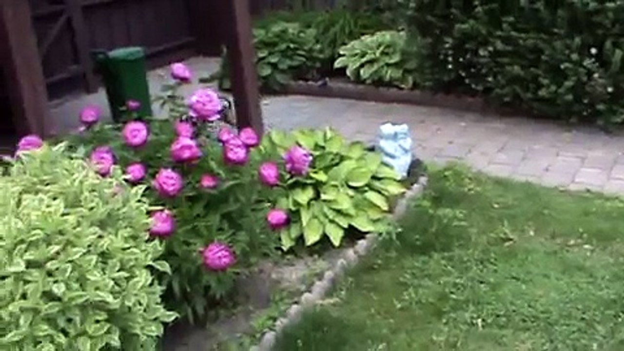 Angry chihuahua