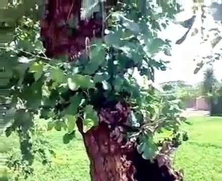 VID-20150311-WA0000.mp4