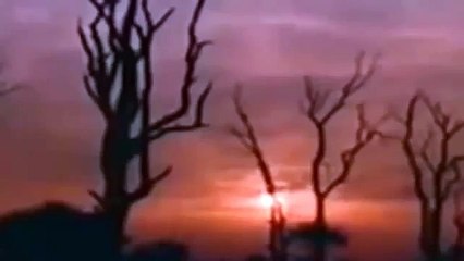 LIONS KILLING AND EATING HYENA   REALLY WILD ANIMALS