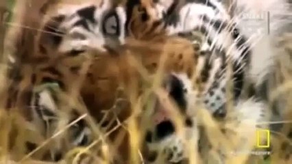 Animal planet Amazing Wild The Jaguar Full Documentary - Nat Geo WILD