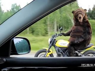 Bears Can Drive Motorcycle In Russia