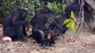 Save the abandoned chimpanzees