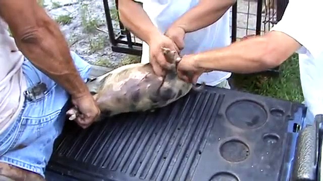 Hog castration