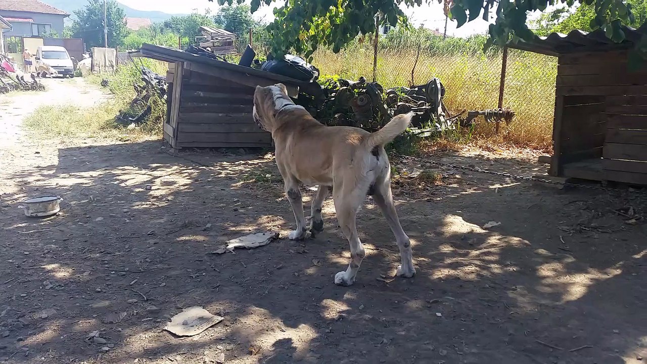 ARCHI (SHUNKAR x KOMCHA)