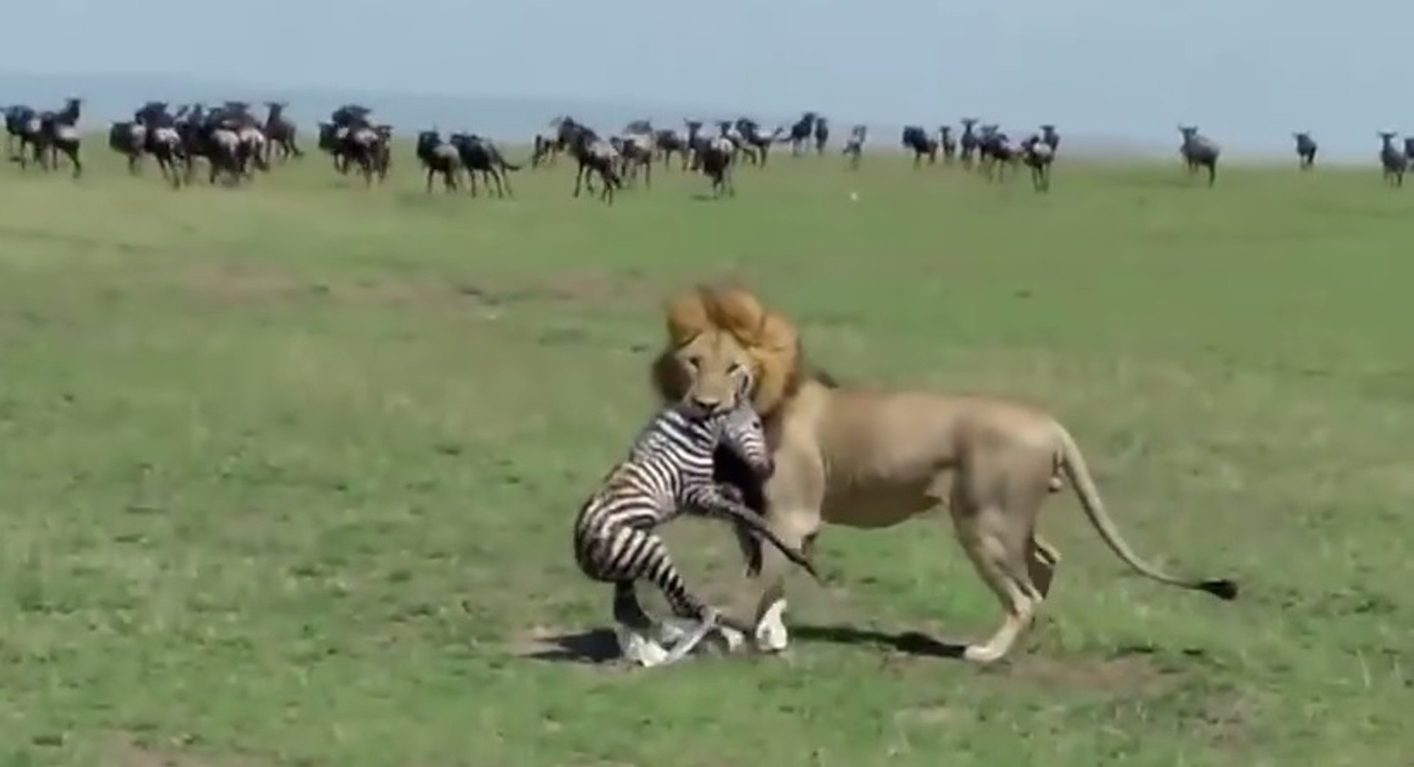 Zebra Eaten Alive