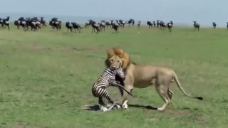Lion Eats Newborn Zebra Alive!