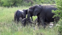 Elephants taking a mud bath and making funny noises