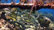 Hannah M. Bell Shipwreck (aka Mike's Wreck) in the Florida Keys National Marine Sanctuary
