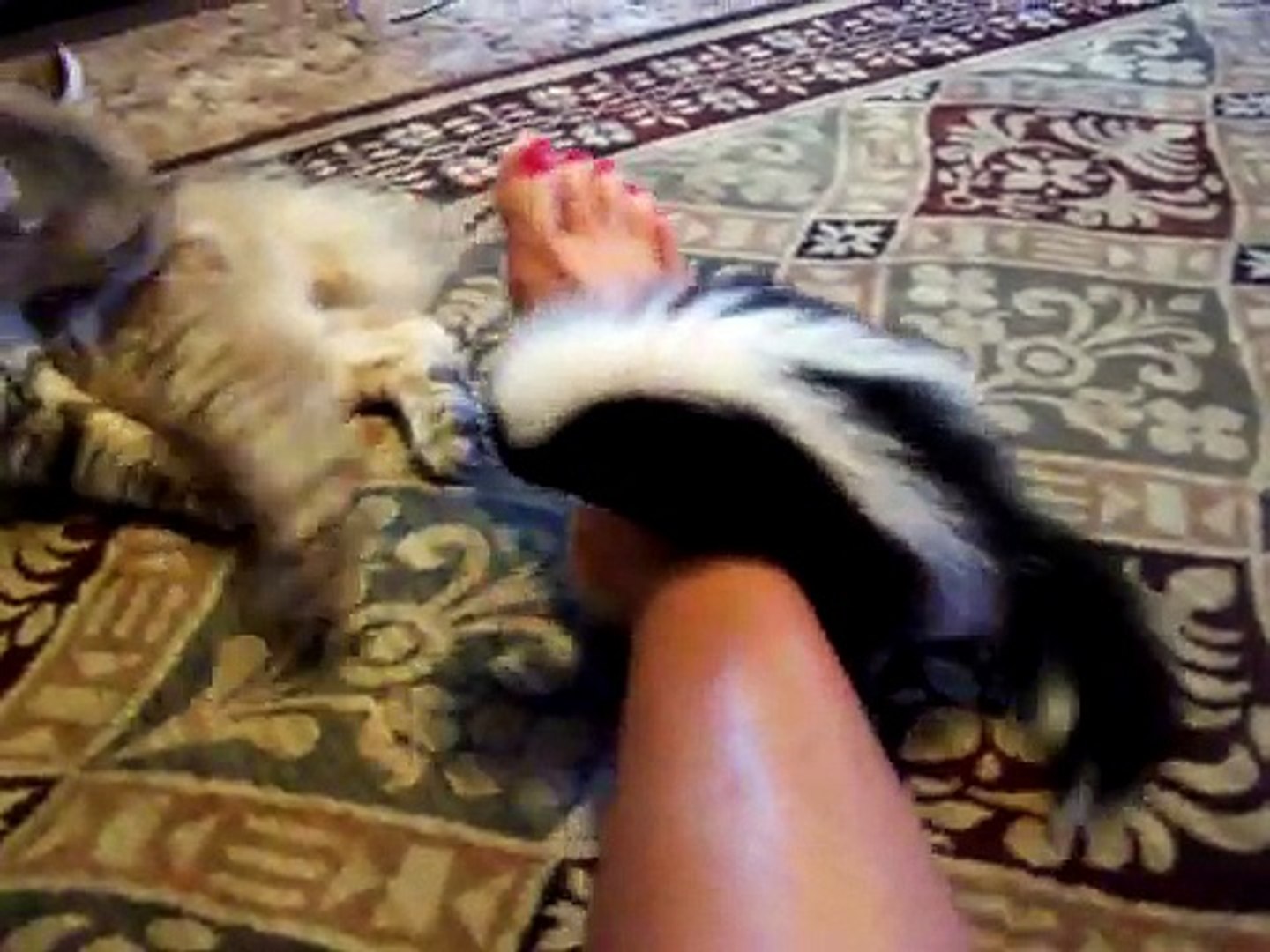 Baby skunk plays with kitten