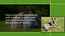 Fun Facts About Dogs