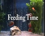 6 Red Belly Piranhas in 72 Gallon Eating Goldfish
