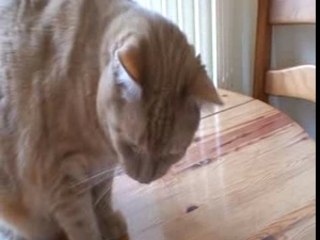 lancer de croquettes 4