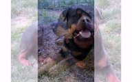 Animal Dog Rottweiler Dogs and Puppies - Funny Dog Videos