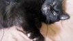 Lola the black longhaired declawed purry cat needs a home!