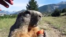 Le marmotte di Eygliers-Gare (France)